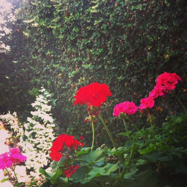Vila Monica Bed and Breakfast Târgu-Mureş Δωμάτιο φωτογραφία